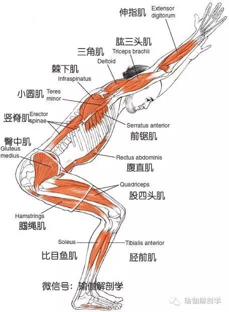 3,幻椅式的解剖体位图(1)山式站立,双手经体侧向上举过头顶,双手合十