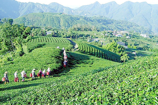 乌牛早茶园图片