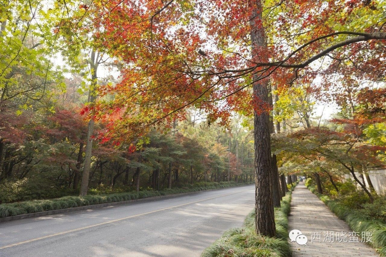 灵隐路还有玉皇山路,原本的定位是"紫薇路,总长1.