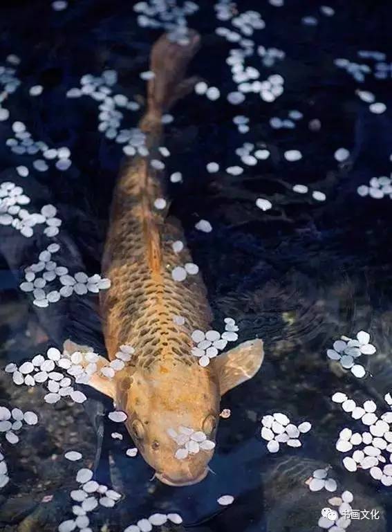 【悦读】鱼那么信任水, 水却煮了鱼