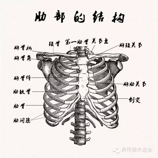 胸椎肋骨图片构造图解图片