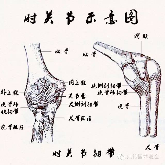 滑车内侧缘和肱骨小头外侧缘;下端附着于尺骨滑车切迹关节面的边缘