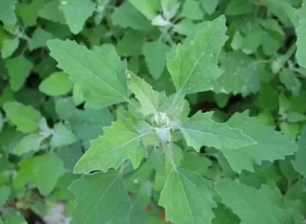 這種農村隨處可見的野菜其實是抗癌大王知道嗎