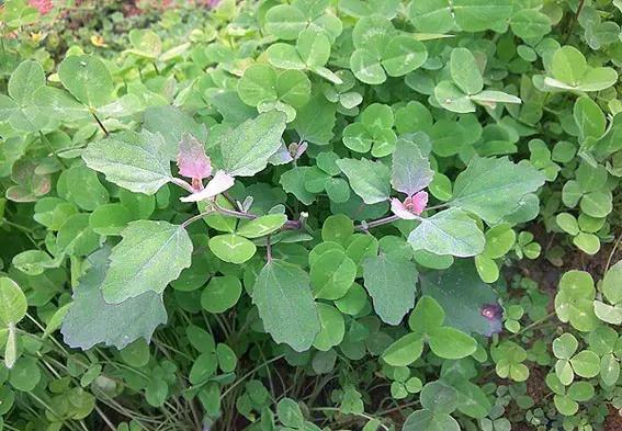 四川农村常吃的40种野菜,你吃过几种呢?