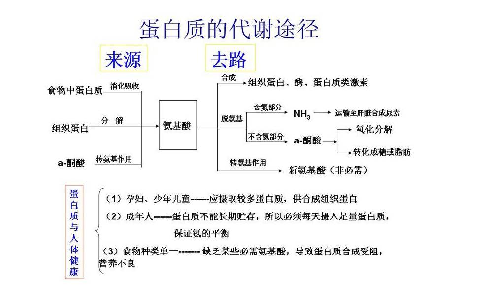 蛋白质与运动①蛋白质的重要性