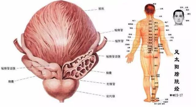 十二時辰的五臟六腑,你知道嗎?