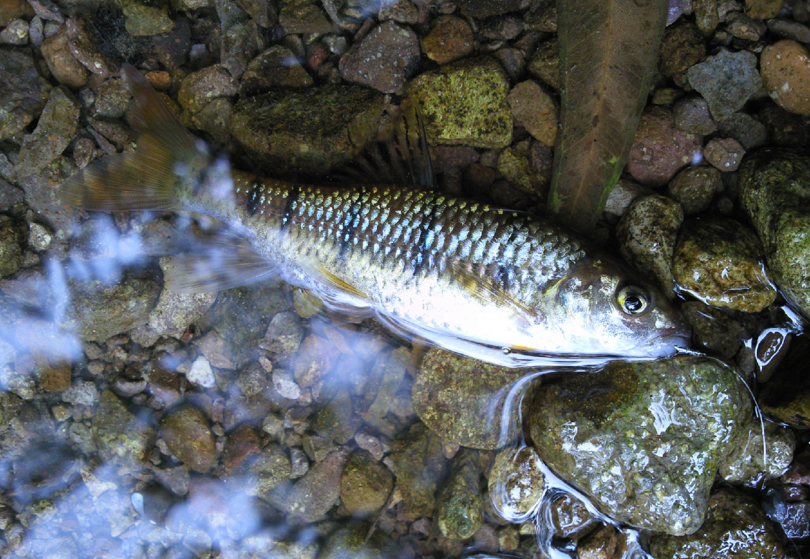 南方溪水常见鱼类图片
