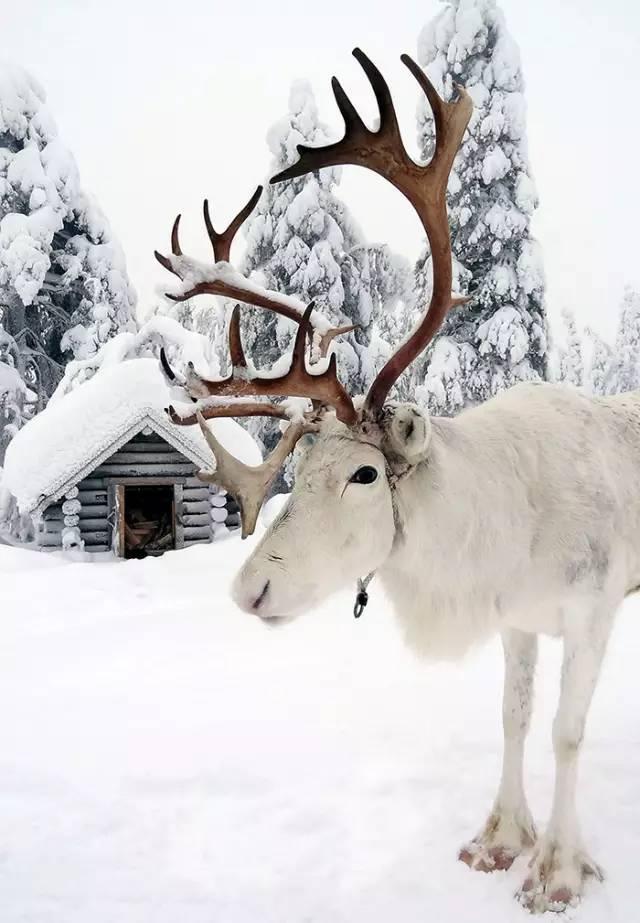 美到窒息的极光驯鹿雪景,这才圣诞老人真正的礼物