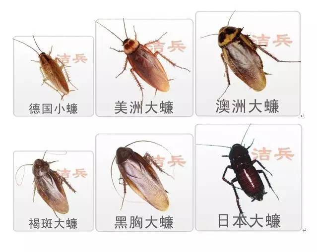 蟑螂从小到大的图片图片