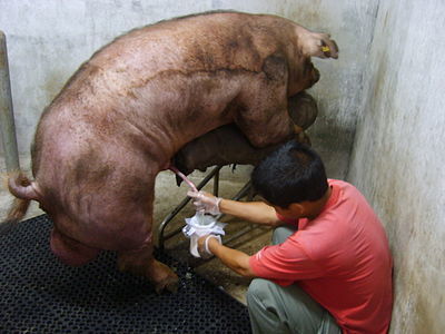 人工授精全过程图解猪配种不是那么简单