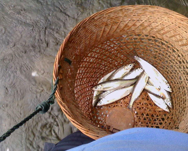 用蒼蠅也能釣魚,半小時釣獲白條一籮筐