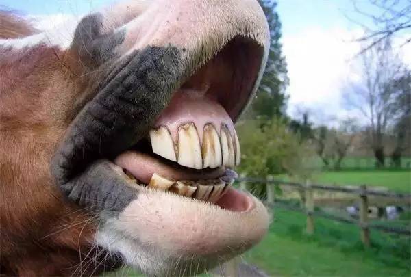 马的门齿图片
