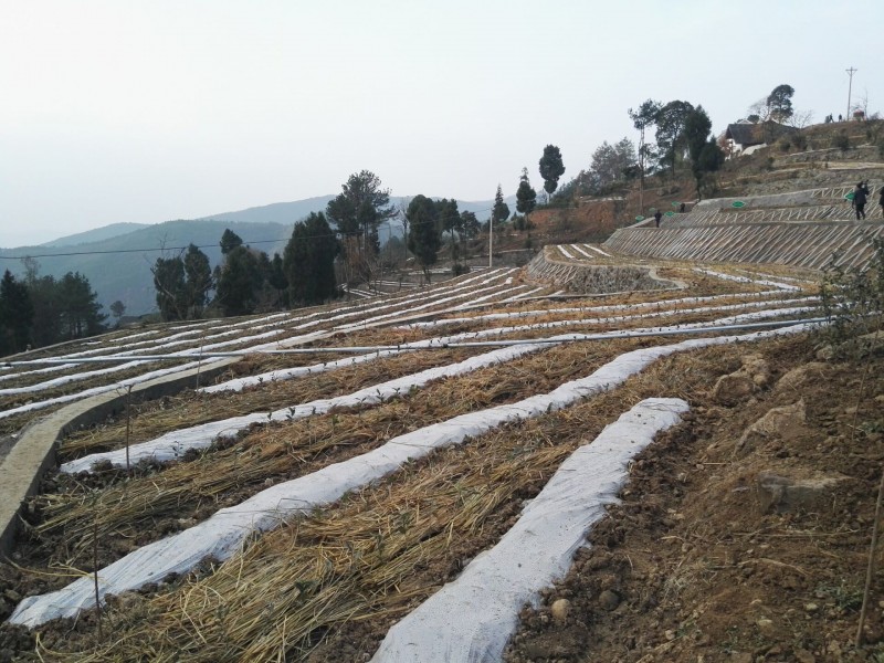 的带领下参观通江县三合乡胜利村,铁佛镇凤凰村,平昌县泥龙镇小山村