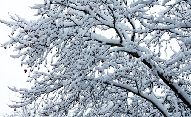 化香树冬季图片图片