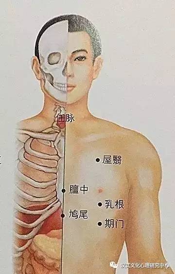 人体胸前的部位名称图图片
