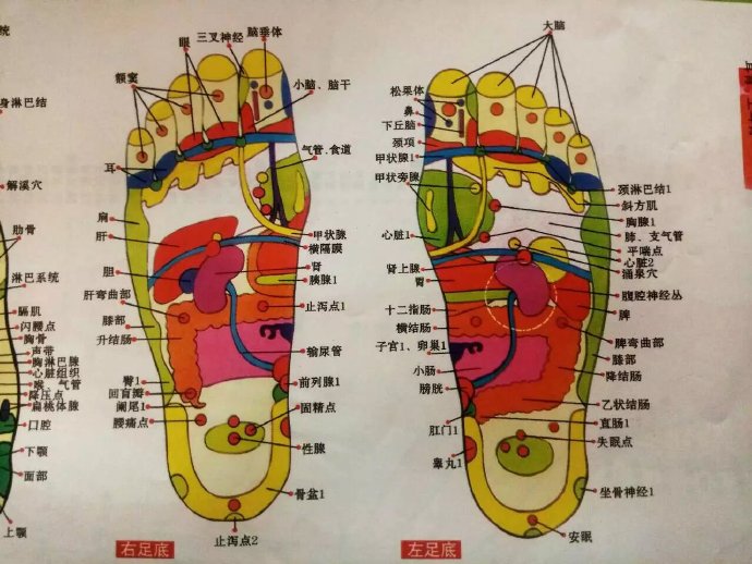 脚各部位代表内脏图图片