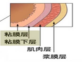 胃壁分层5层示意图图片