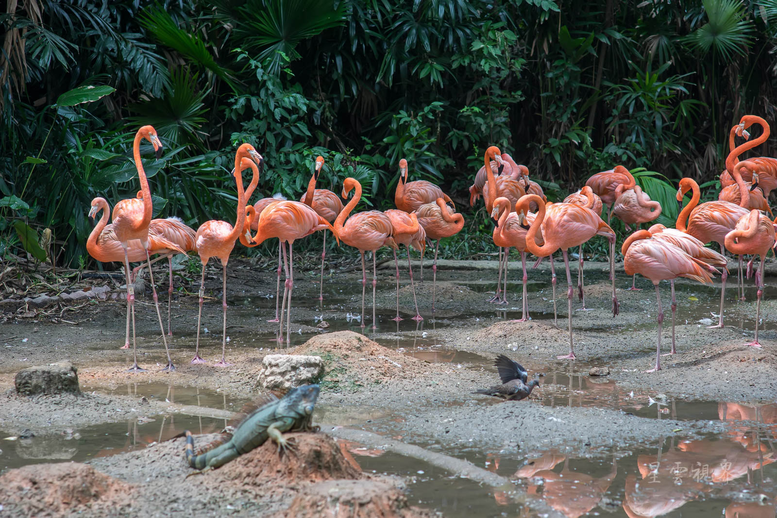 亚洲最大的鸟类天堂 新加坡裕廊飞禽公园