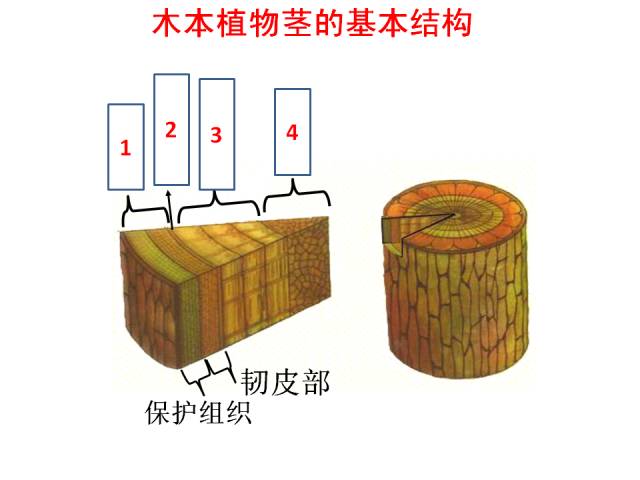 茎的初生木质部图片