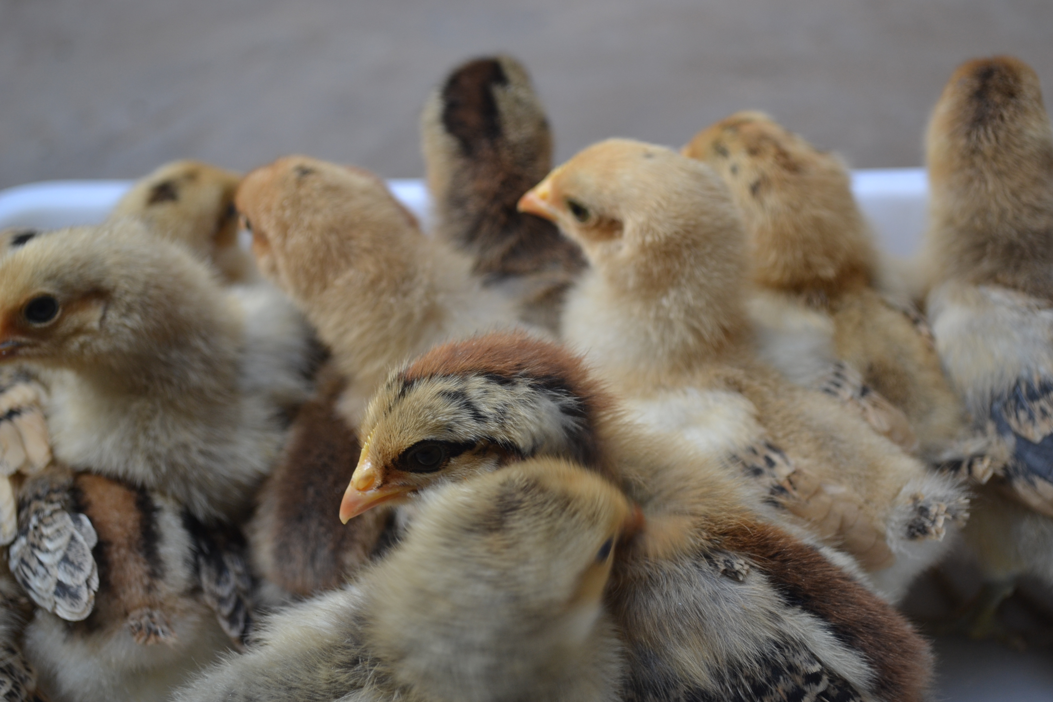 成功养殖土鸡——鸡苗