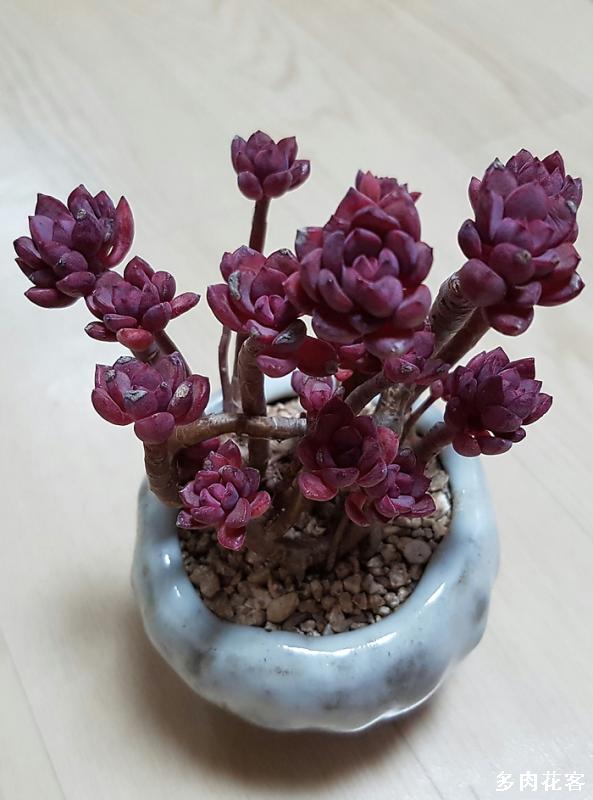紫色多肉植物还是老桩漂亮
