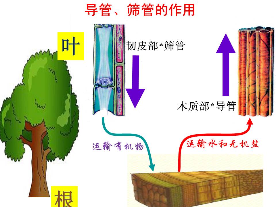 植物茎的输导功能图片