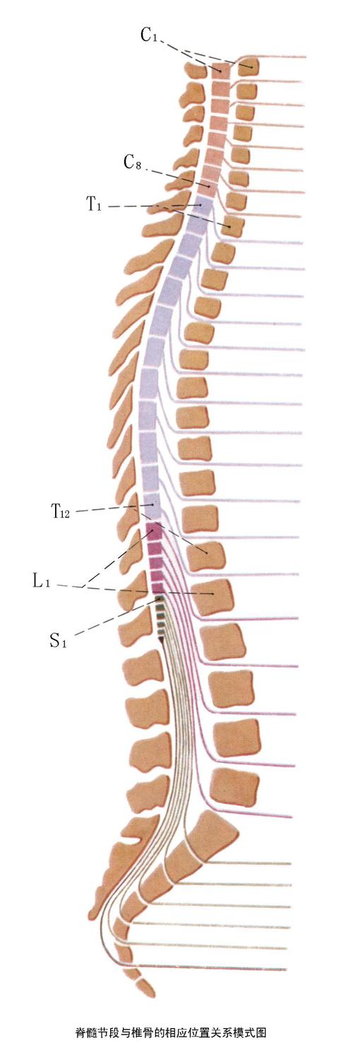 骶管解剖显示,在骶管腔周围及两侧有腰骶部动,静脉和丰富的血管交通支