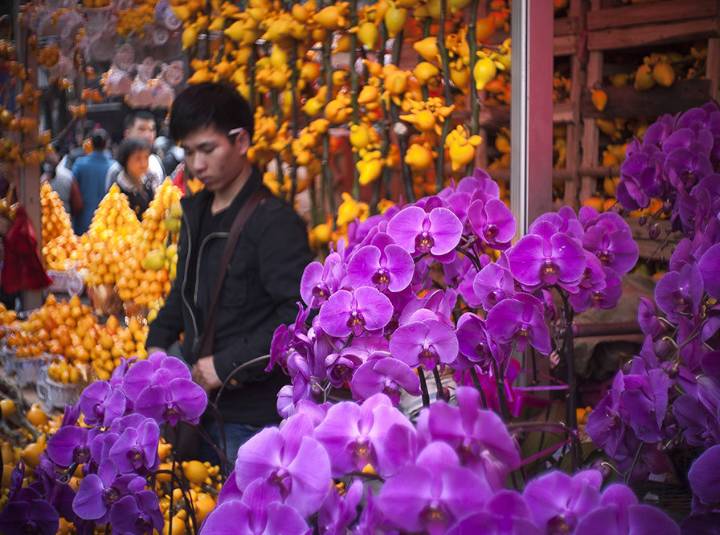 2017廣州迎春花市活動新鮮出爐!燈會,廟會,花展總有一款啱你!