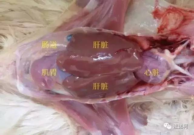 鸡的内脏结构图图片