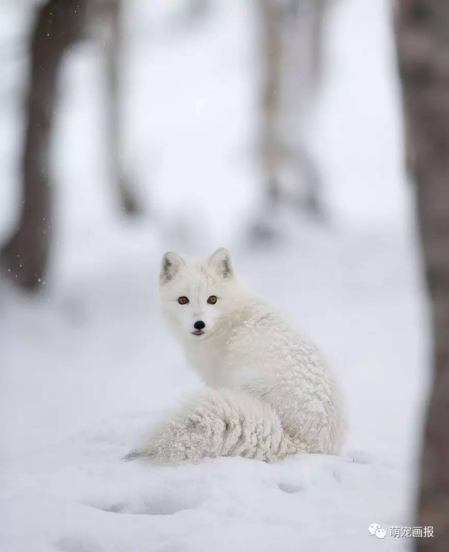 雪中的白色狐狸好像仙境一样
