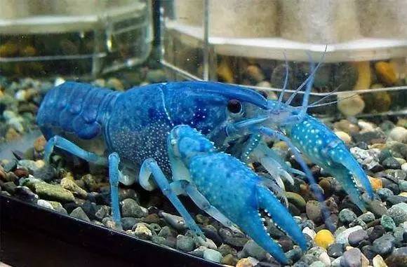 食材身穿蓝色战袍的澳洲螯虾威武哦魔都仅此一家的反季小龙虾