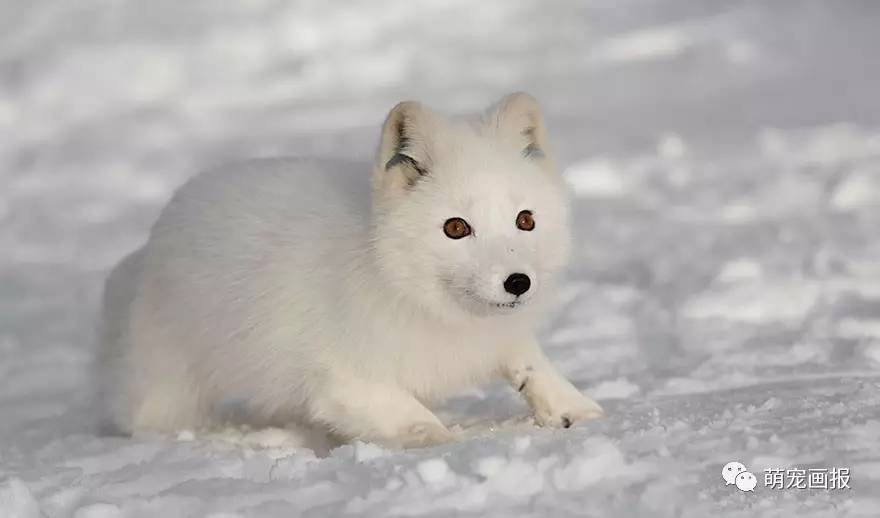 雪中的白色狐狸好像仙境一样
