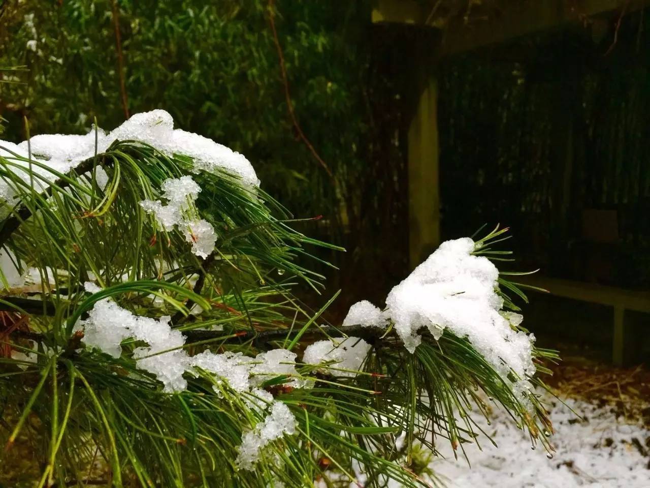 昨晚的雪景都给你准备好了!快来赏雪