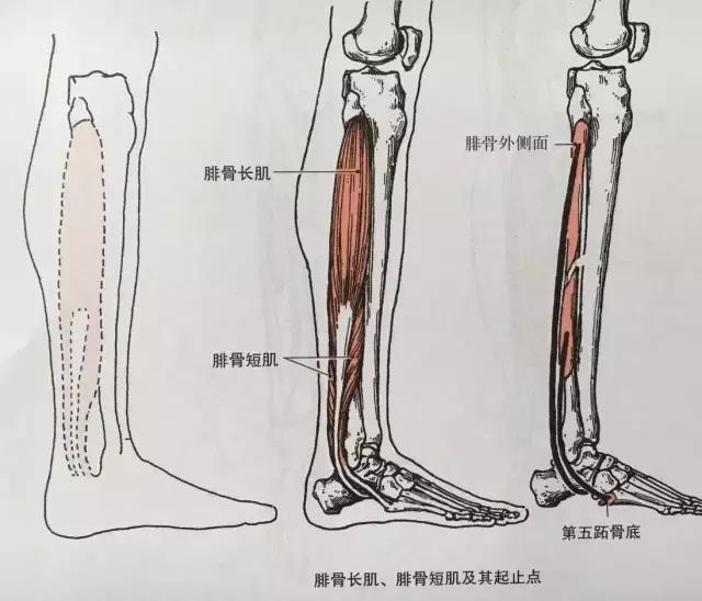 长伸肌和趾长伸肌这三块肌肉;小腿外侧的肌肉包括腓骨长肌和腓骨短肌