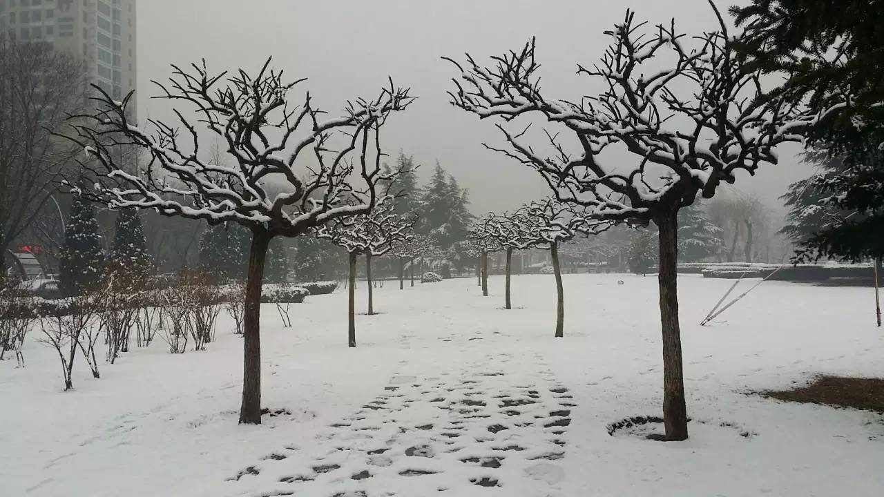 昨晚的雪景都给你准备好了!快来赏雪