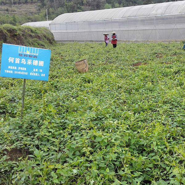 貴州天麻種植基地↑↑何首烏種植基地↓↓道地藥材開膏方費時費力,比