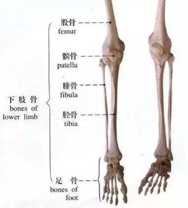 人体腿部骨骼结构图图片