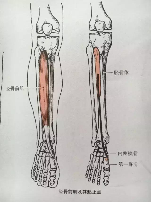 长伸肌和趾长伸肌这三块肌肉;小腿外侧的肌肉包括腓骨长肌和腓骨短肌