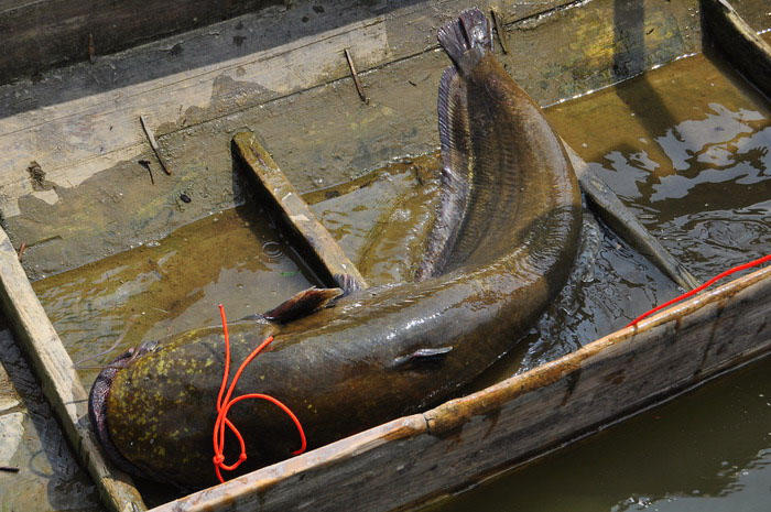 中国最大的鲶鱼8米长图片