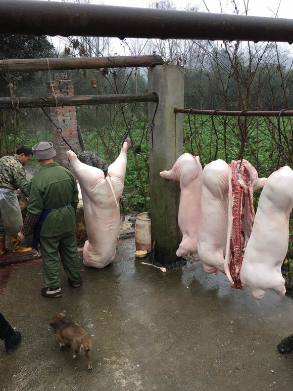 在农村现在就开始杀猪置办年货了