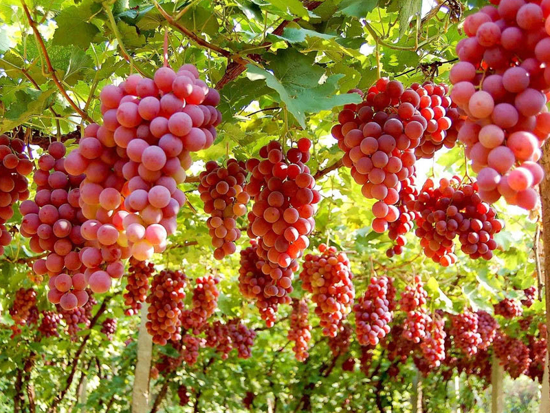 新疆特产水果图片图片