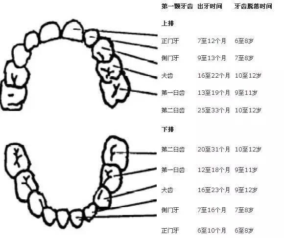 牙定一生,必须知道的儿童换牙六大问题