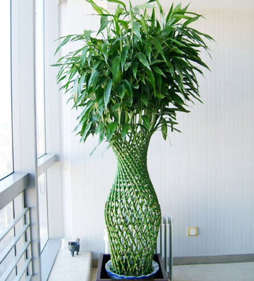 富贵竹盆栽造型制作图片