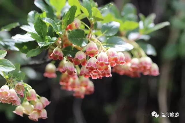 吊鐘花屬(enkianthus)的特點是花朵向下倒掛,狀如吊鐘,因之得名.