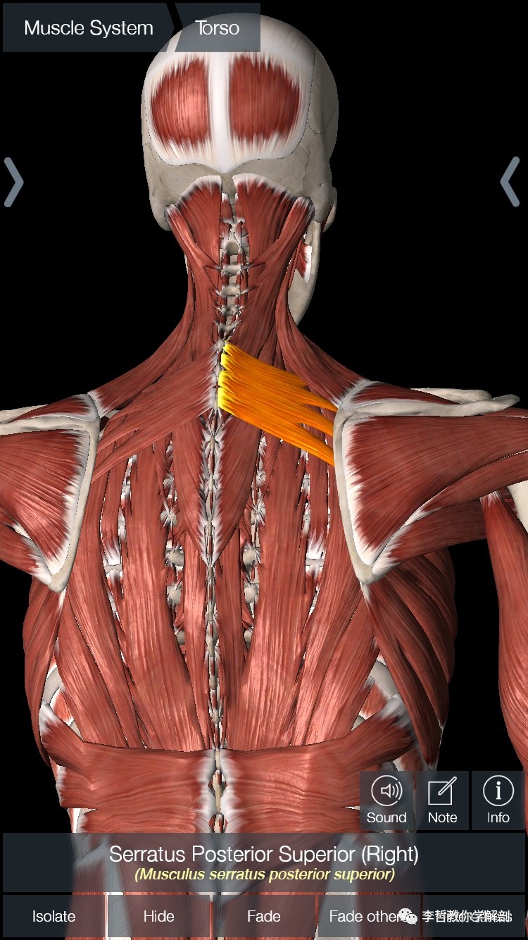 五,小菱型肌起于第7颈椎和第1胸椎棘突,菲薄的肌纤维位于斜方肌深面和