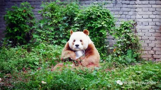 北京卫视《熊猫奇缘》今晚播出