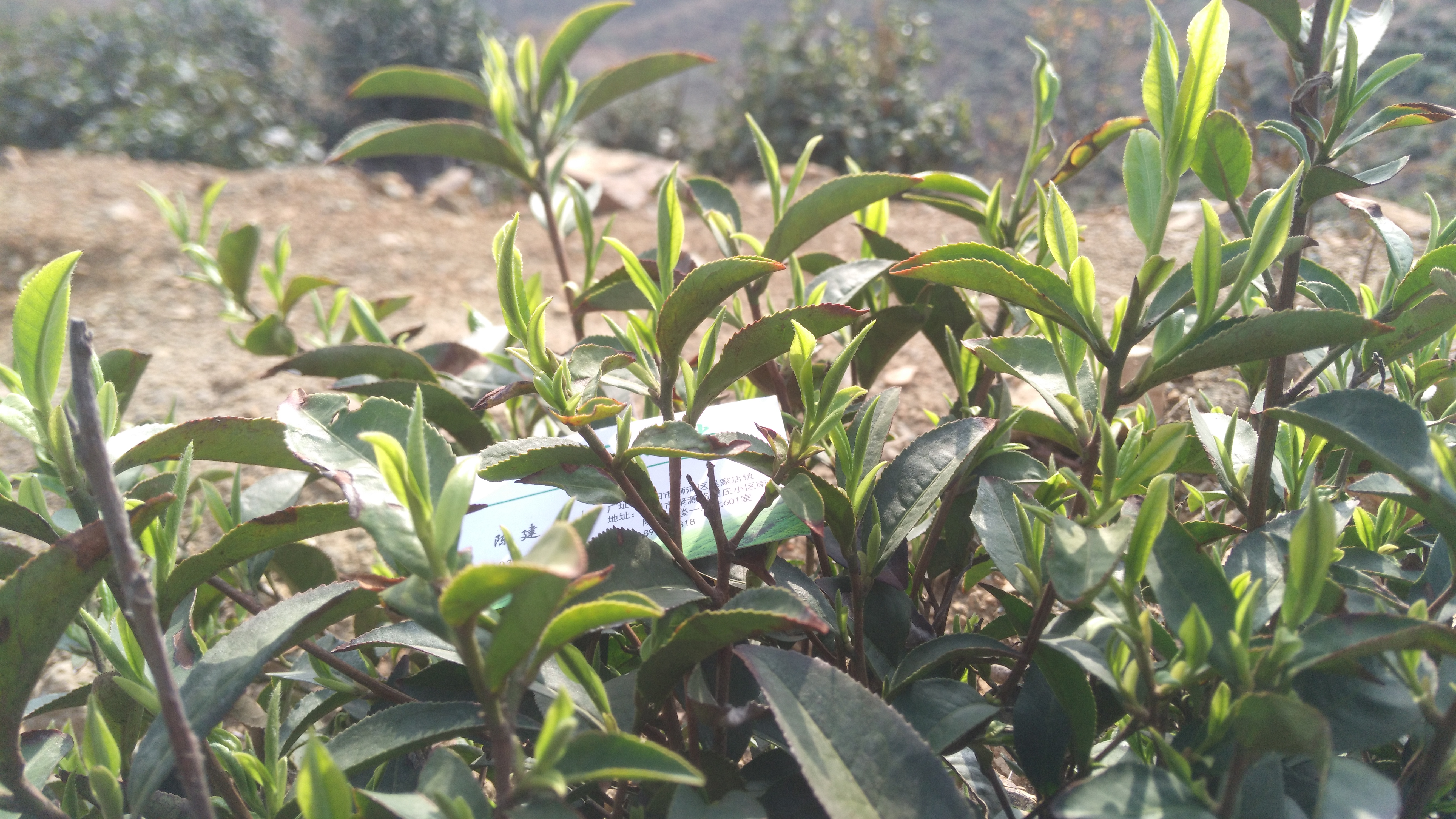 信阳毛尖茶知识你会闻茶香吗