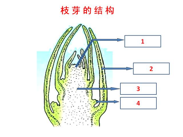 绿豆芽的根茎叶结构图图片
