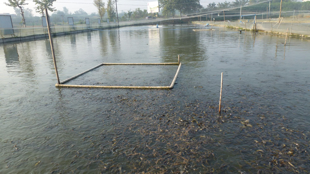 泥鳅池塘养殖成本图片