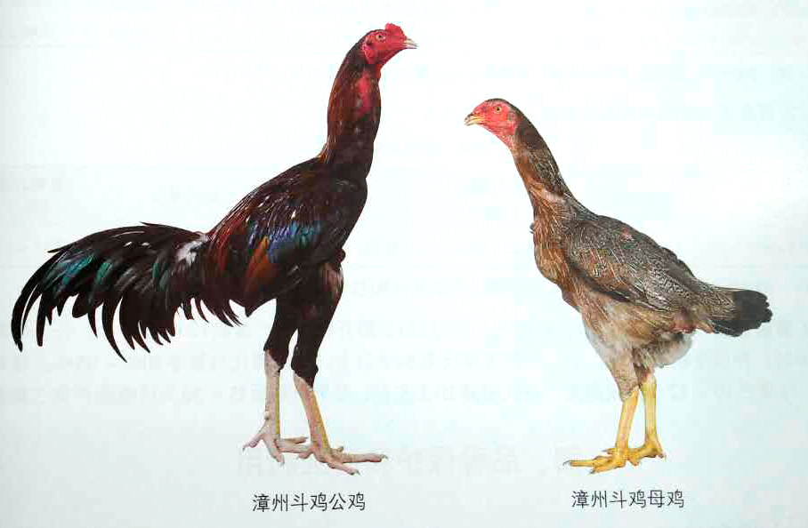 斗鸡和土鸡杂交品种图图片